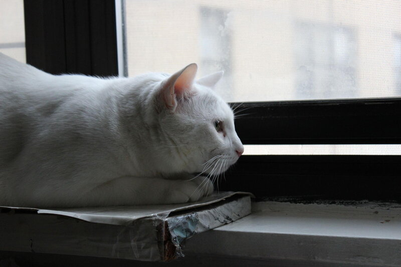 White Cat on Windowsill — Calm, Photograph