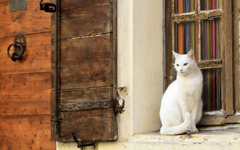 White Cat on Windowsill — Calm