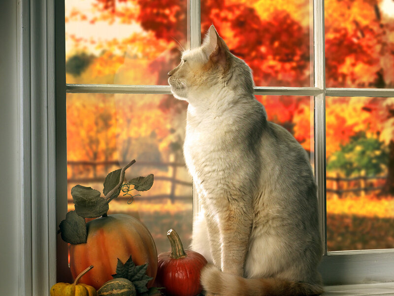 White Cat on Windowsill — Orange