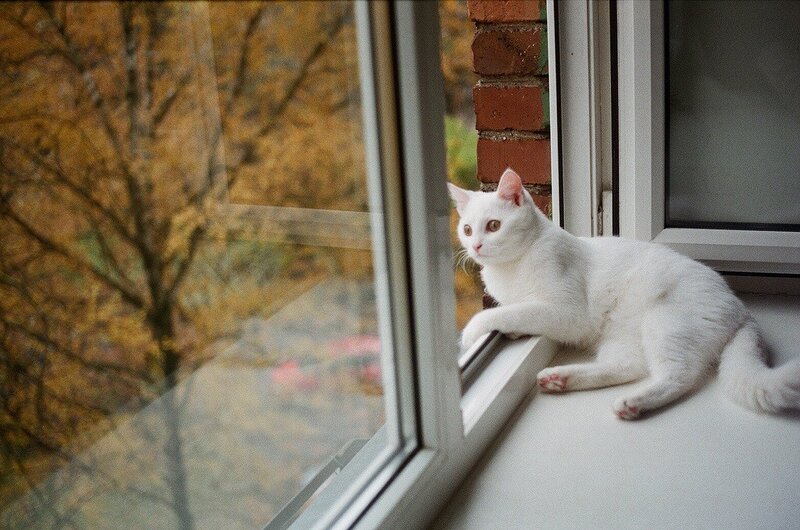 White cat on windowsill