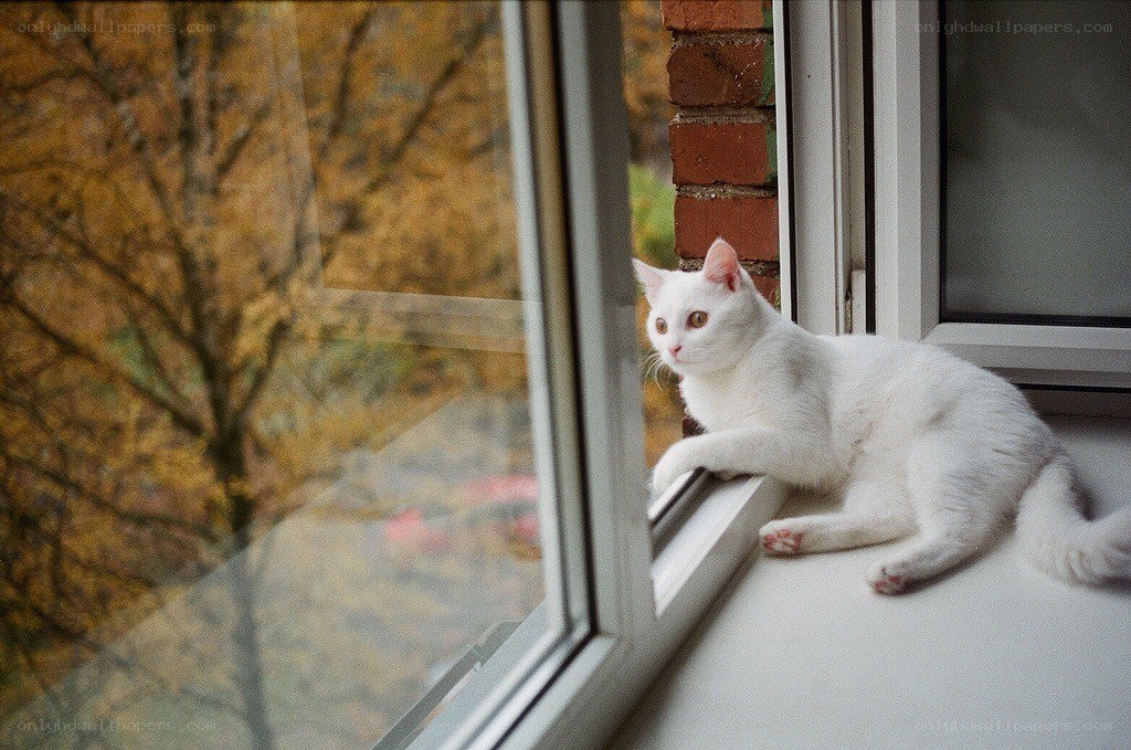 White cat on windowsill