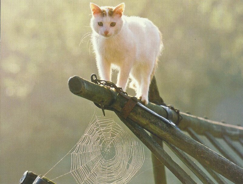 White Cat on Wooden Beam — Serene