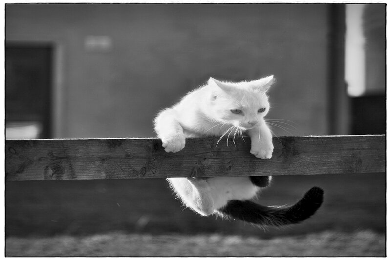 White Cat on Wooden Beam