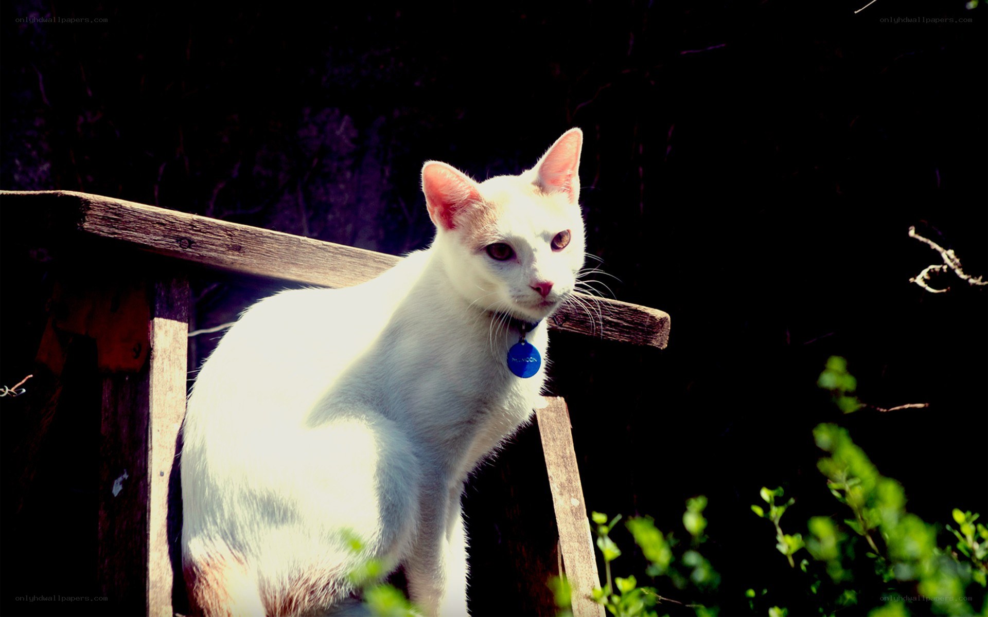 White cat on wooden bench