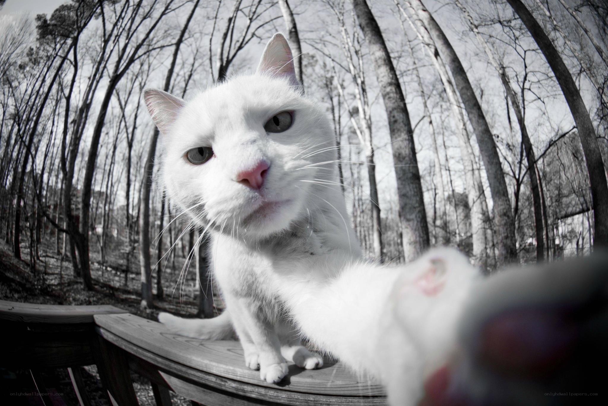 white cat on wooden bench