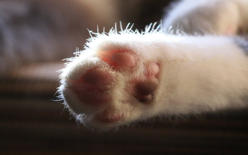 White Cat Paw — Calm, Photograph, Fur