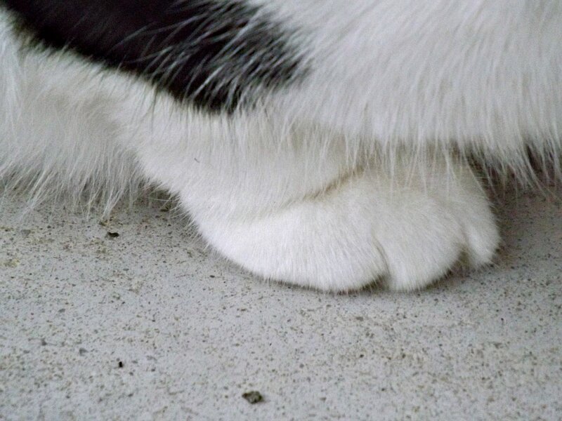 White Cat Paw — Calm, Photograph
