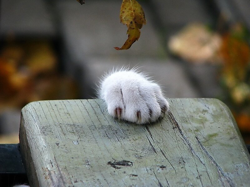 White Cat Paw — Calm
