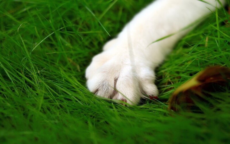 White Cat Paw in Grass — Green, Calm