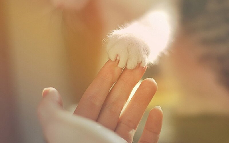 White Cat Paw on Hand