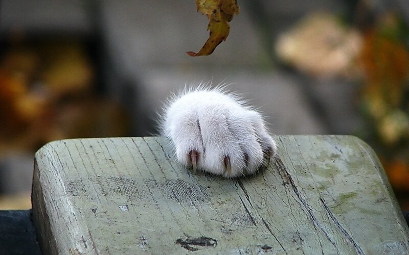 white cat paw on wood