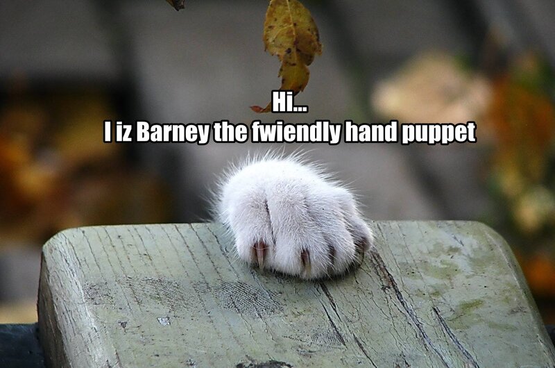 White Cat Paw — Playful