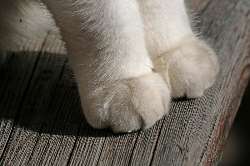White Cat Paws — Calm, Afternoon