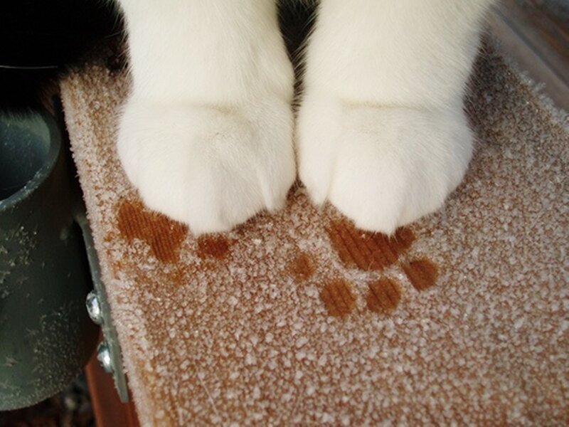 White Cat Paws — Calm, Photograph, Carpet