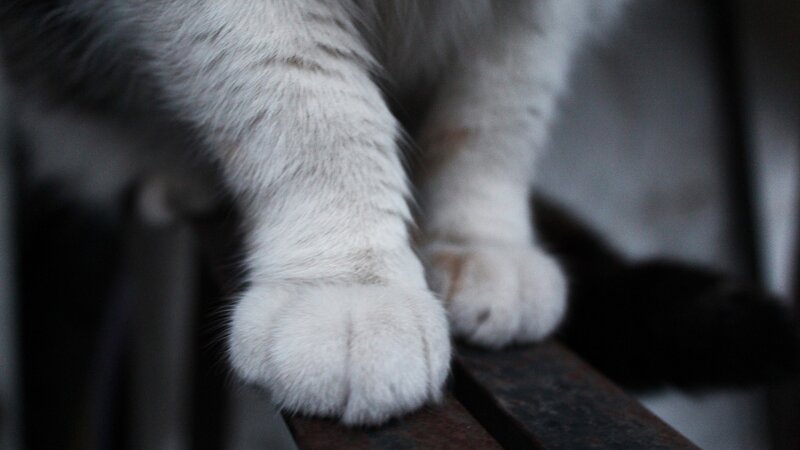 White Cat Paws — Calm, Photograph, Paw