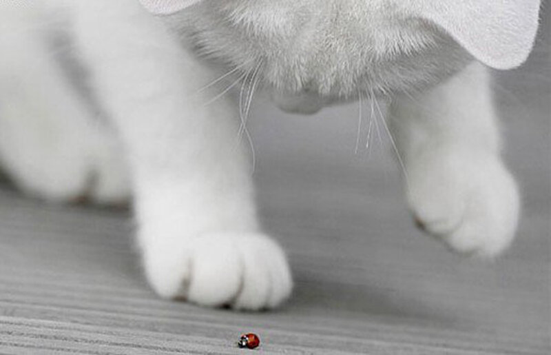 White Cat Paws — Calm, Photograph