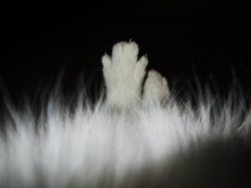 white cat paws in dark