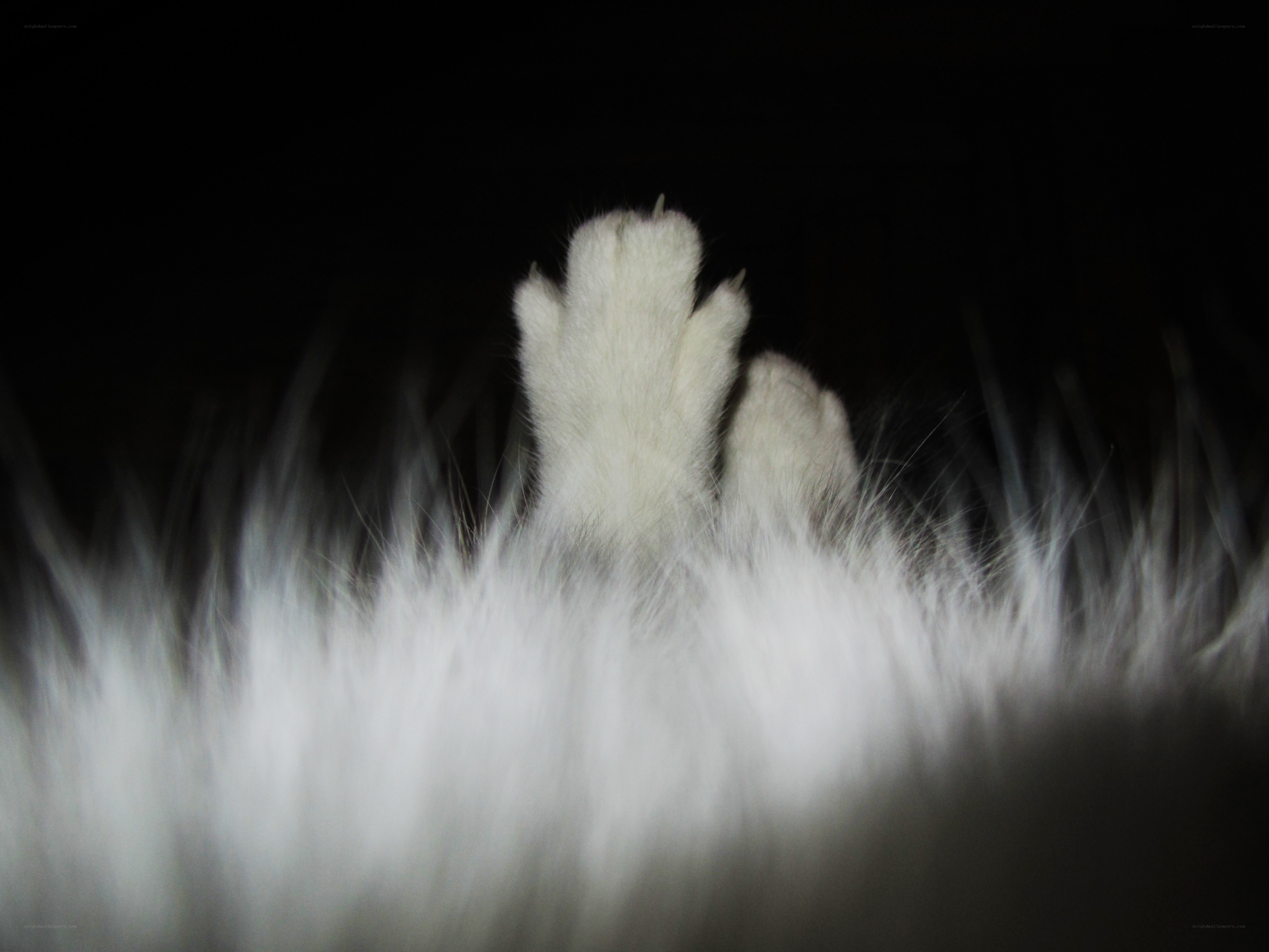 white cat paws in dark