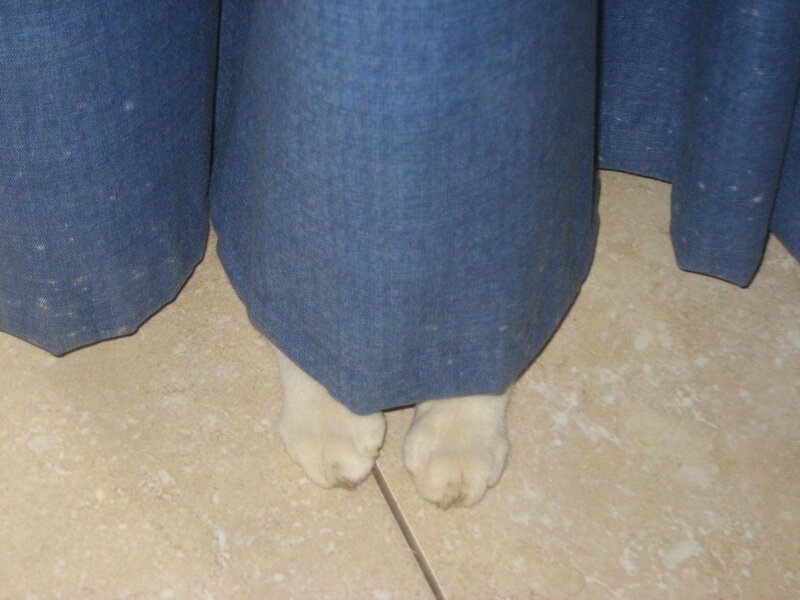 White Cat Paws
