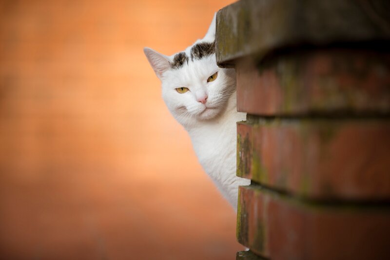 White Cat Peeking — Curious