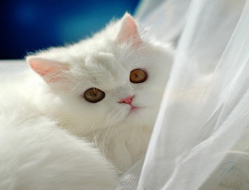 white cat peeking from behind curtain