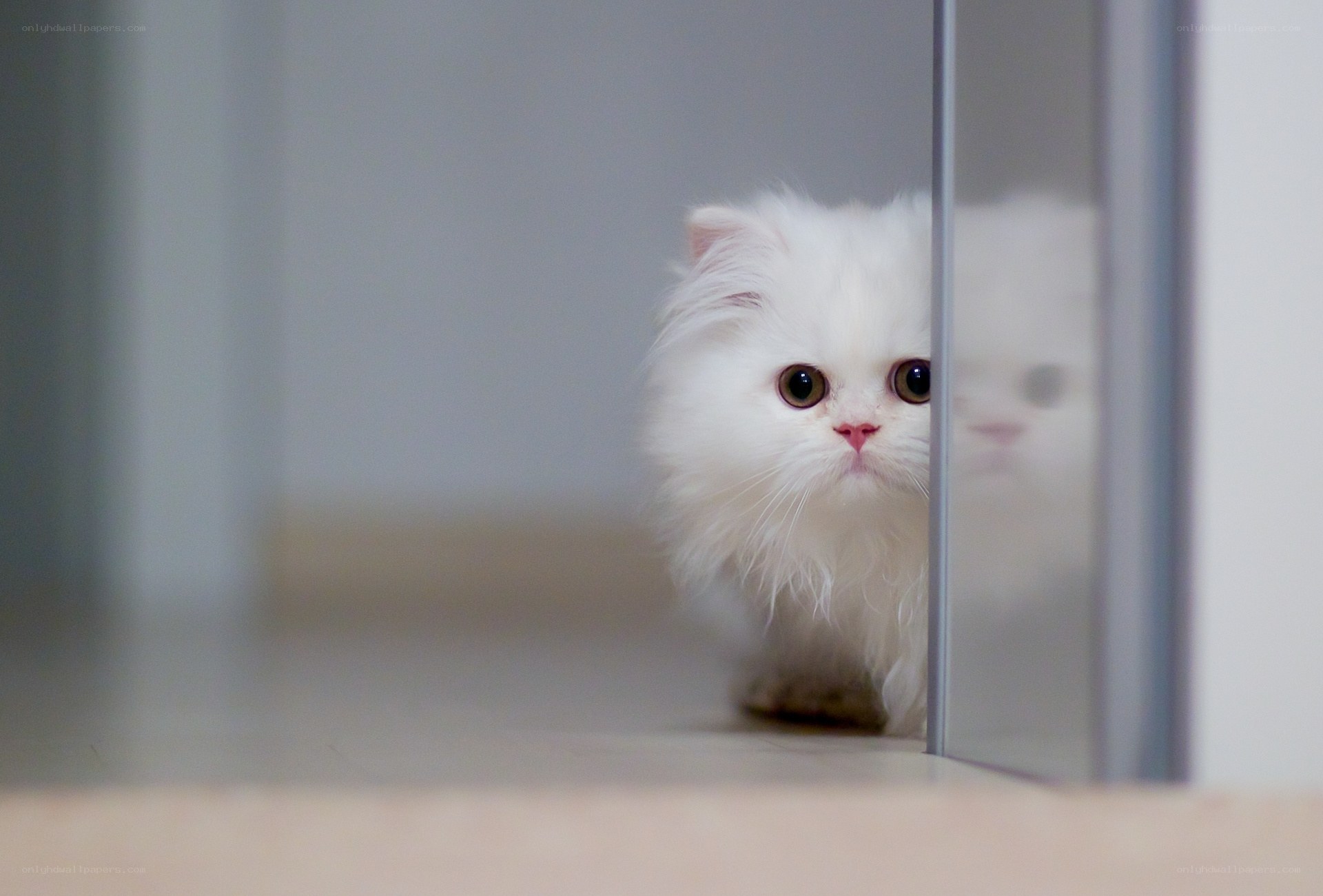 white cat peeking from behind door