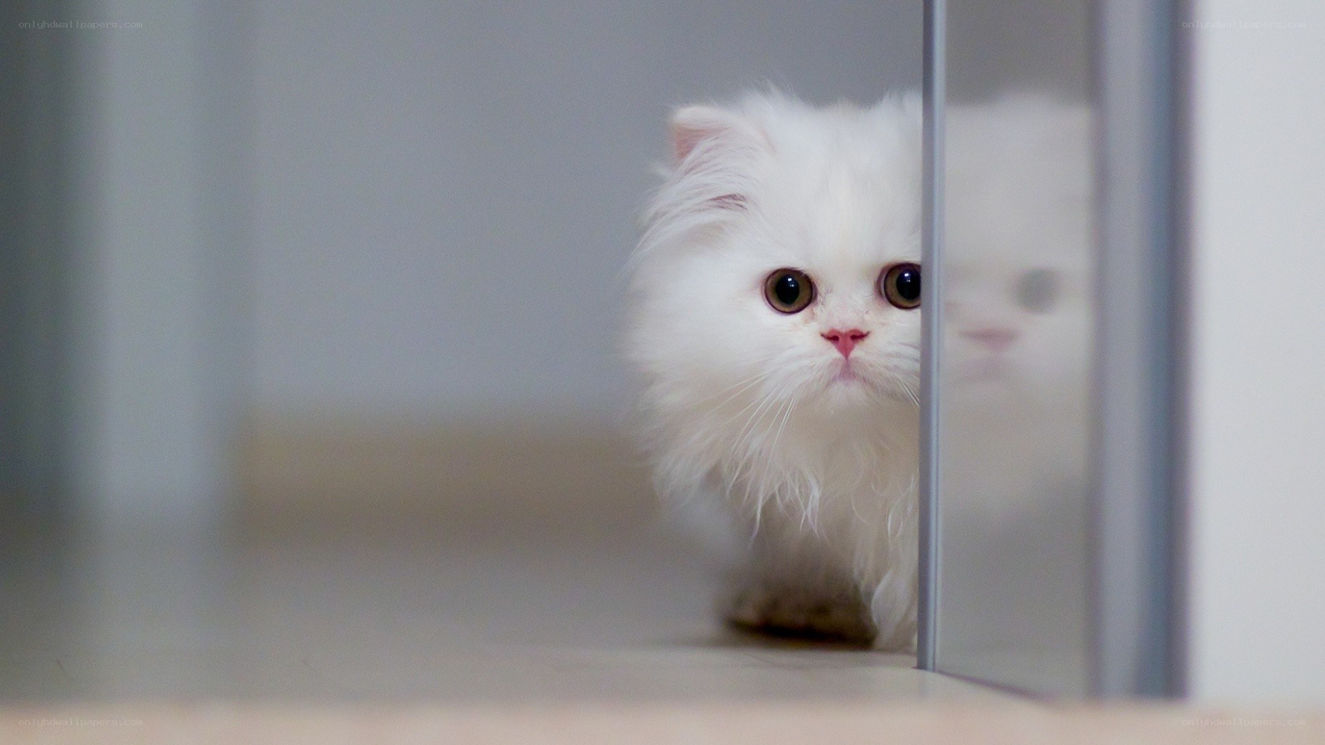 white cat peeking from behind door