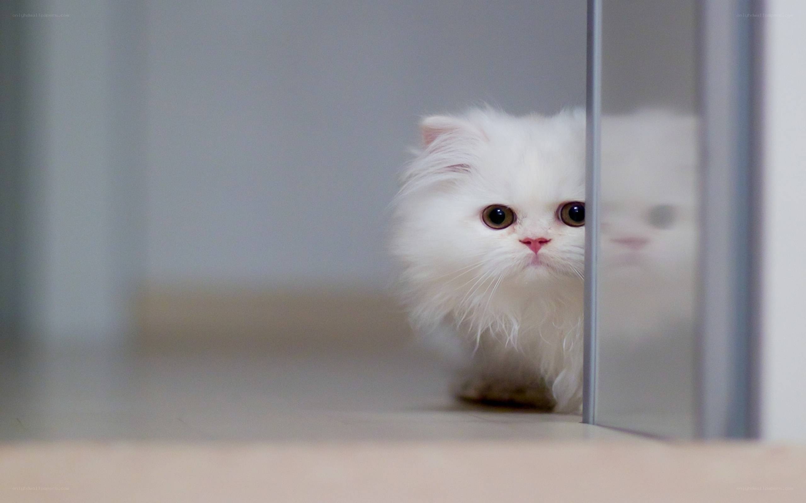 white cat peeking from behind door