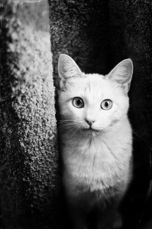 white cat peeking from behind