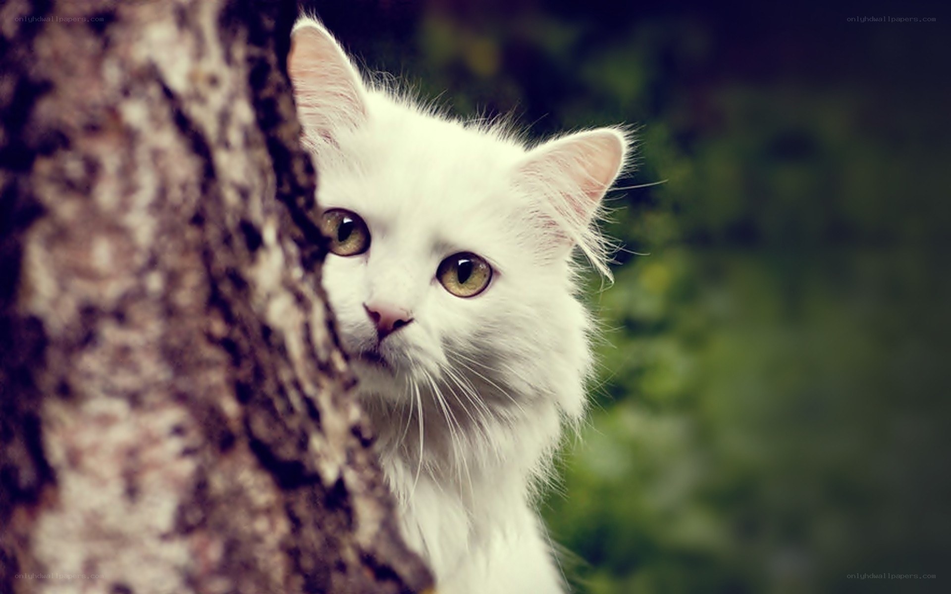 white cat peeking from behind tree