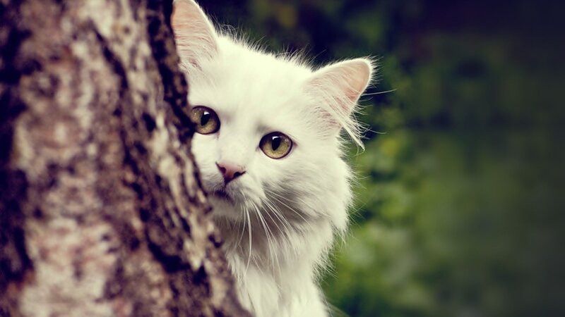 white cat peeking from behind tree