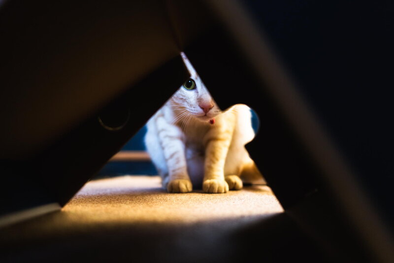 White Cat Peeking Out