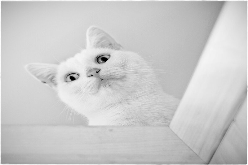White Cat Peeking over Edge