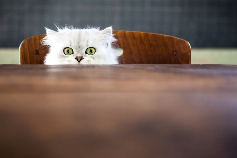 White Cat Peeking over Table