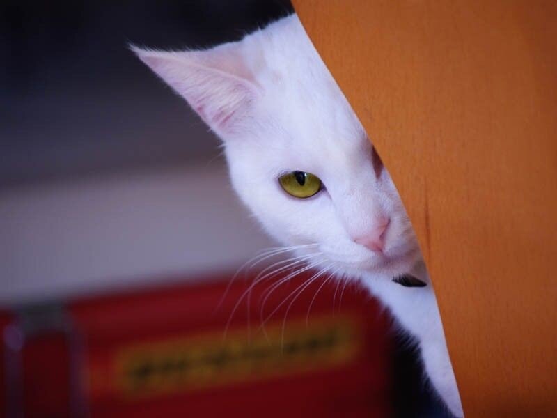 White Cat Peeking
