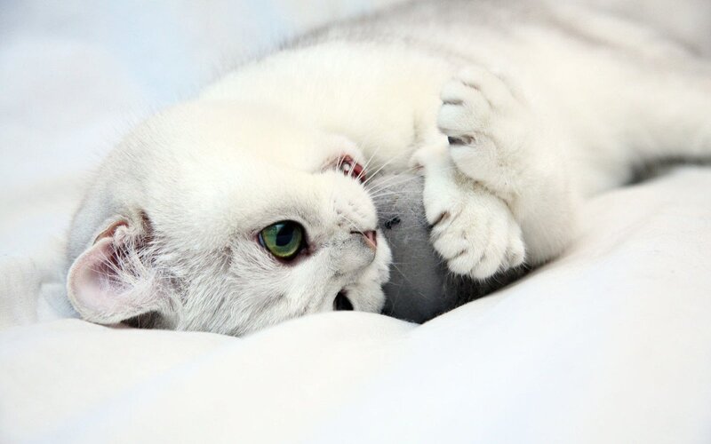 White Cat Playing — Calm