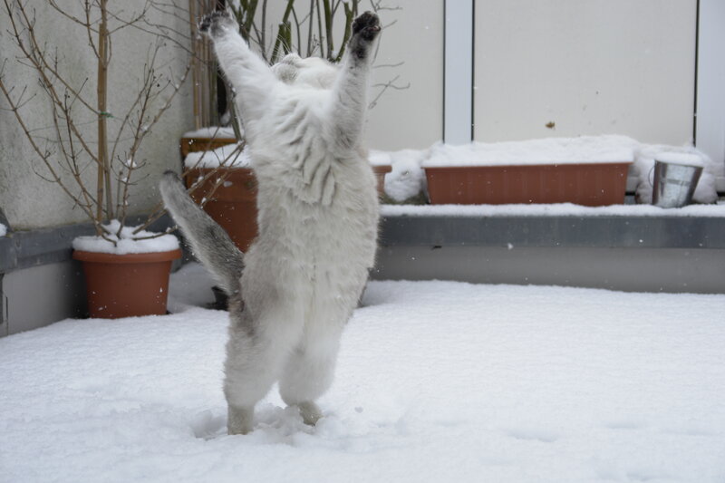 White Cat Playing in Snow