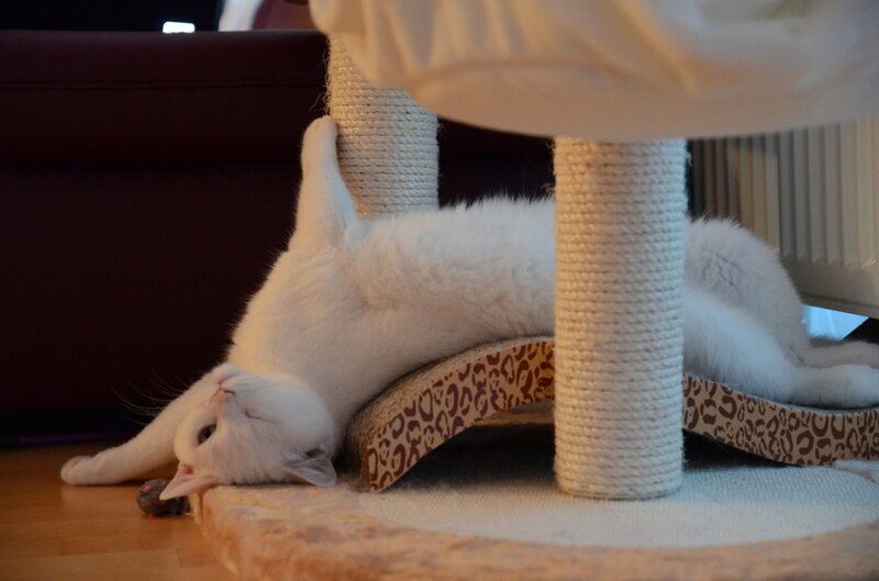 White Cat Playing — Playful, Photograph, Cat Tree