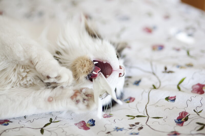 White Cat Playing — Playful, Photograph, Claw Clip
