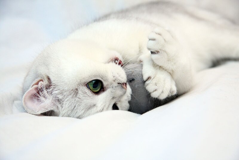 White Cat Playing — Playful, Photograph