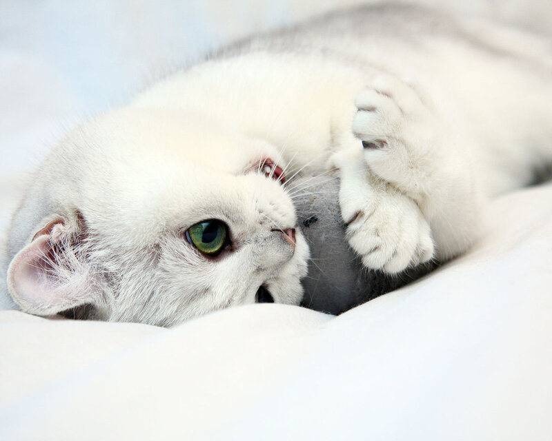 White Cat Playing — Playful