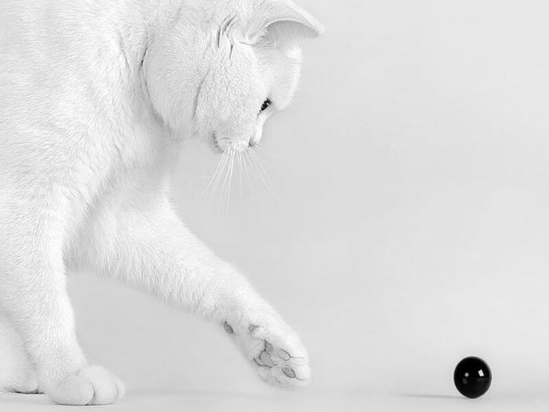 White Cat Playing