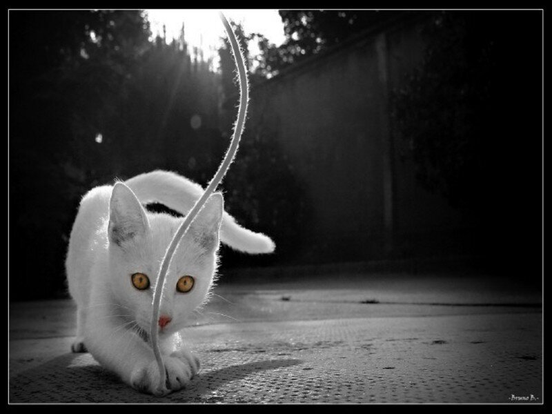 white cat playing with string