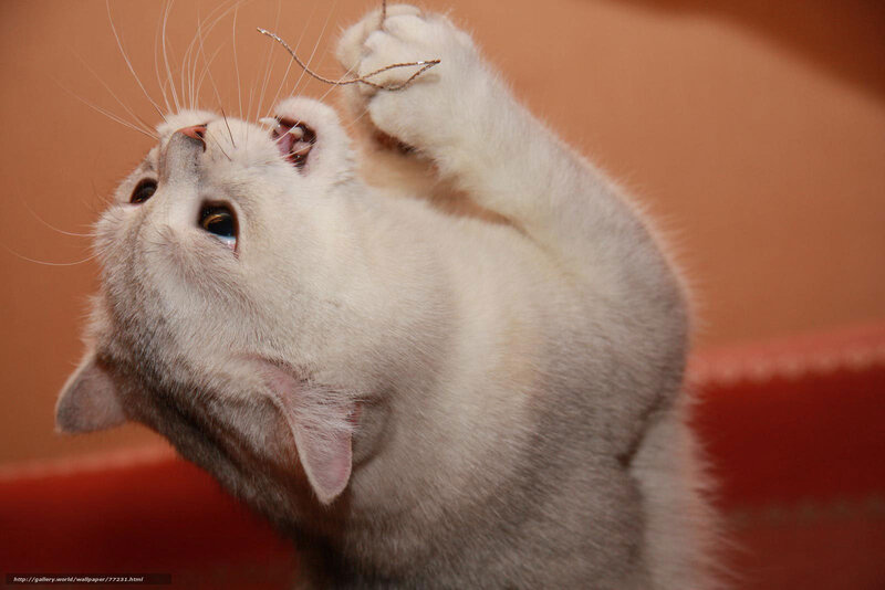 white cat playing with string
