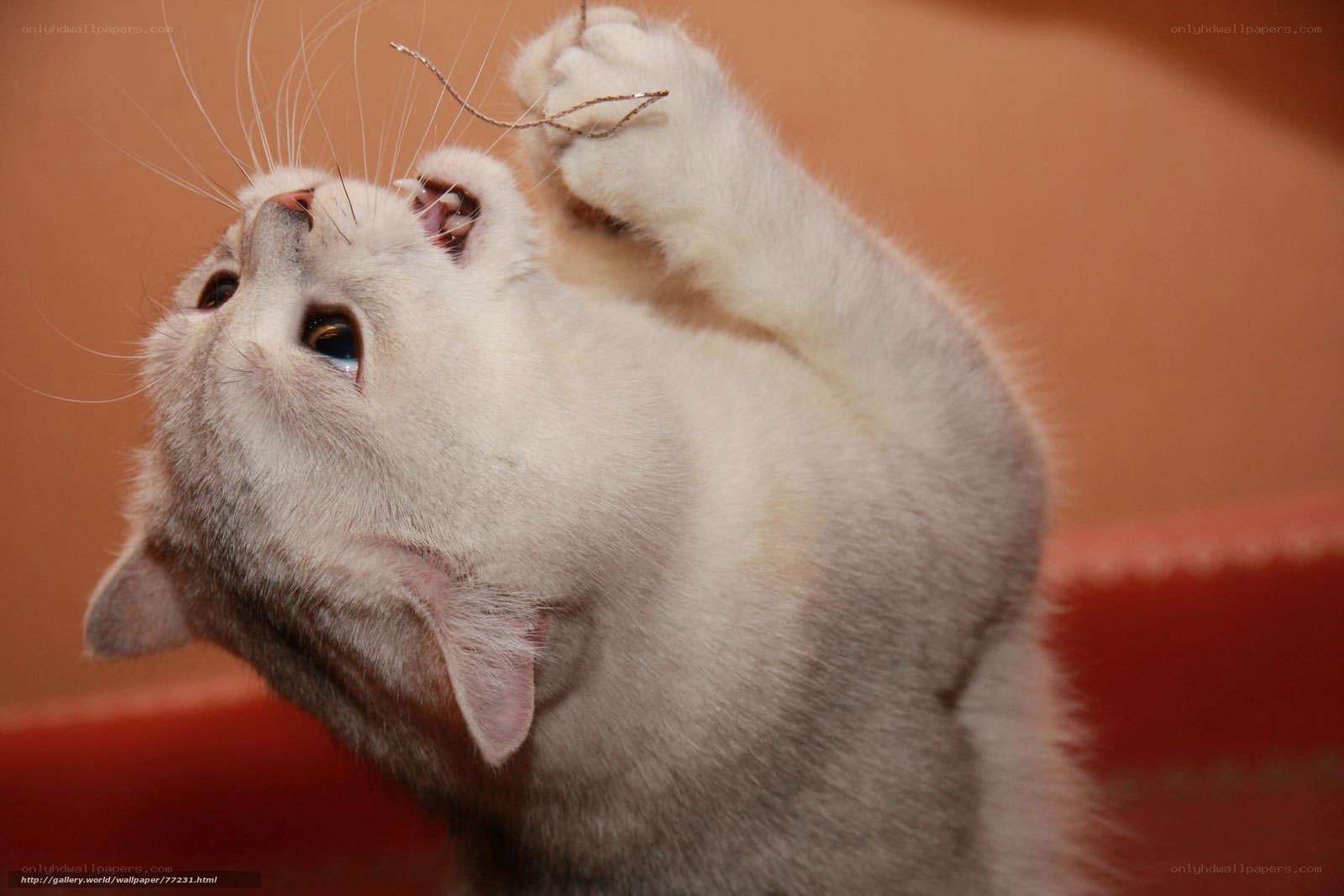 white cat playing with string