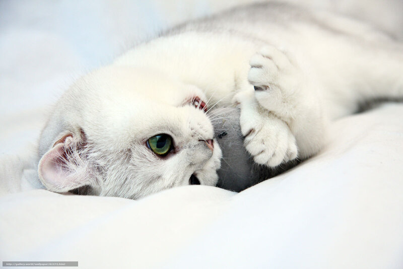 White cat playing with toy