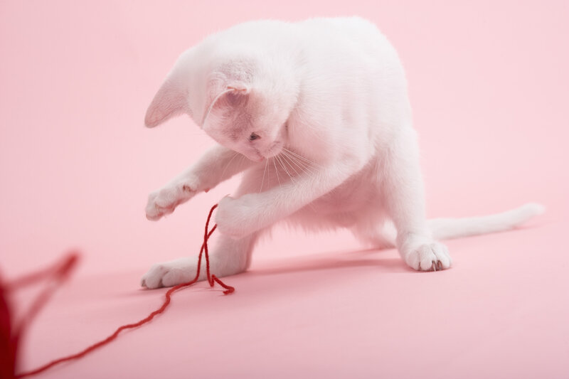 White Cat Playing with Yarn