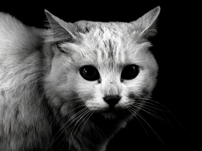 White Cat Portrait — Black
