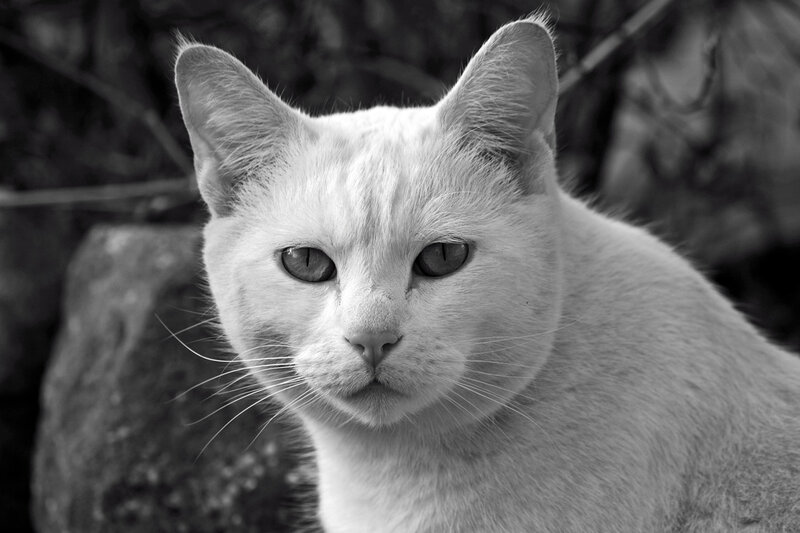 white cat portrait