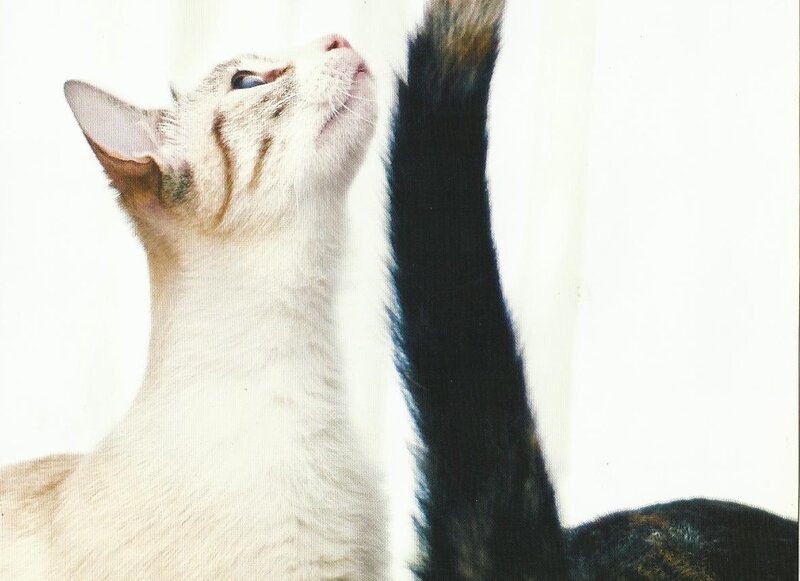 White Cat Reaching Up